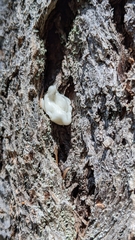 Naematelia encephala