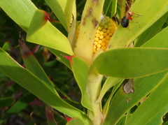 Leucadendron coniferum