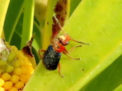 Ascolhedybius hirtus