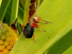 Ascolhedybius hirtus