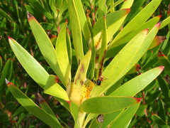 Leucadendron coniferum