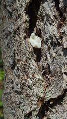 Naematelia encephala