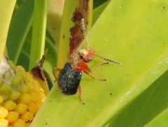 Ascolhedybius hirtus