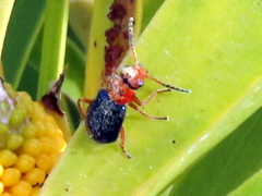 Ascolhedybius hirtus