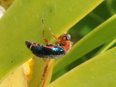 Ascolhedybius hirtus