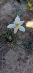 Cyanella alba alba