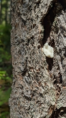 Naematelia encephala