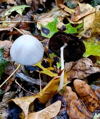 Coprinopsis lagopus
