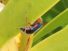 Ascolhedybius hirtus