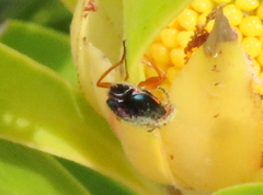 Ascolhedybius hirtus