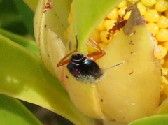 Ascolhedybius hirtus