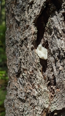 Naematelia encephala