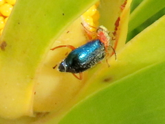 Ascolhedybius hirtus