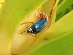 Ascolhedybius hirtus