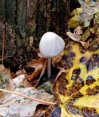 Coprinopsis lagopus