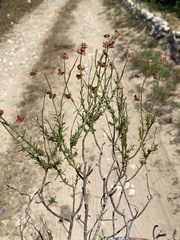 Fumana scoparia