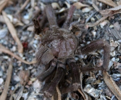 Aphonopelma