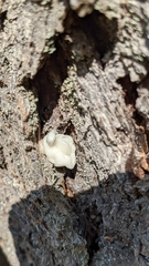 Naematelia encephala