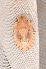 Sciocoris sulcatus