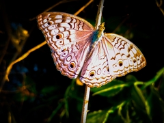Junonia atlites