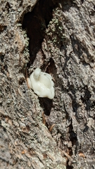 Naematelia encephala