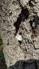 Naematelia encephala