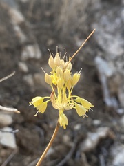 Allium flavum