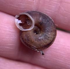 Helicigona lapicida