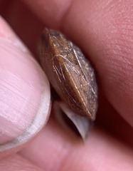 Helicigona lapicida