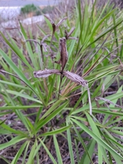 Vellozia plicata