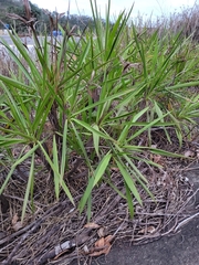 Vellozia plicata
