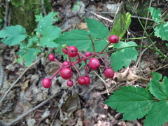 Actaea × ludovicii