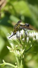 Lepidophora lepidocera