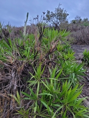 Vellozia plicata