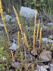 Avellinia festucoides
