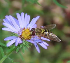 Syrphus rectus