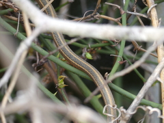 Thamnophis saurita