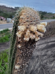 Coleocephalocereus fluminensis