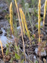 Avellinia festucoides