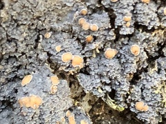 Fuscopannaria praetermissa