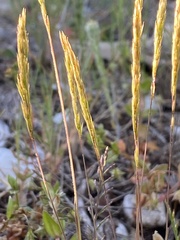 Avellinia festucoides
