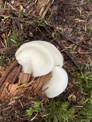 Pleurocybella porrigens