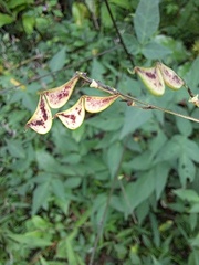 Hylodesmum podocarpum oxyphyllum
