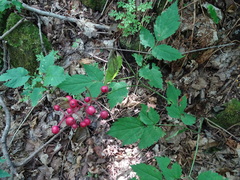 Actaea × ludovicii