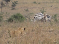 Panthera leo melanochaita