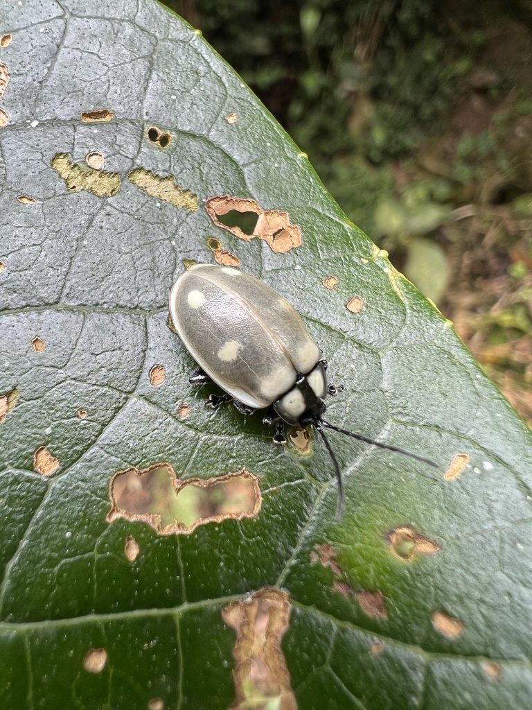 Aspicela osculatii