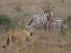 Panthera leo melanochaita