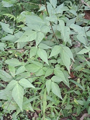 Hylodesmum podocarpum oxyphyllum
