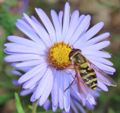 Syrphus rectus