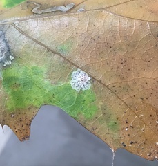 Tischeria quercitella